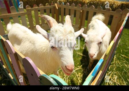 Une photographie d'une chèvre blanche dans une cage . chèvres blanches dans un pré vert herbacé néerlandais derrière une clôture en bois aux pays-bas . Banque D'Images