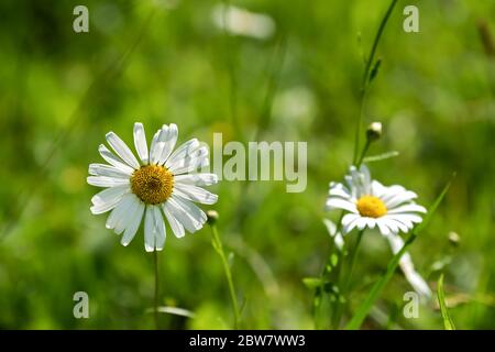 Leucanthemum vulgare également appelé Marguerite de boeuf-oeil, Marguerite de boeuf ou Marguerite de chien Banque D'Images