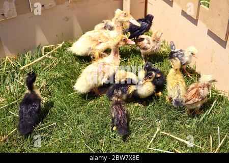 Les petites canettes, les poussins se sont rassemblés dans le coin de la cage en bois. Les canards étaient nichés parce qu'ils étaient très chauds. Canard brun Elloand Banque D'Images