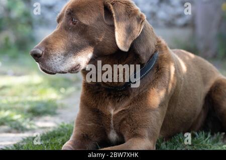 Chien au Labrador au chocolat sur l'herbe à l'extérieur Banque D'Images