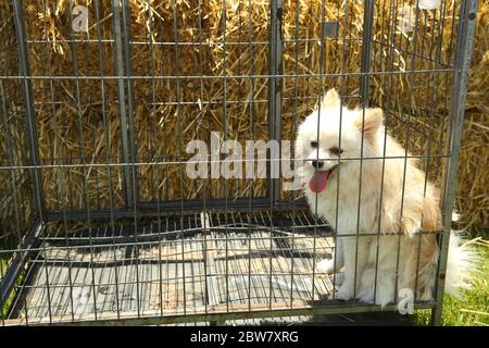 Chien noir et blanc regardant sur le côté tout en étant derrière la clôture . Le chien blanc est dans une cage de fer à l'extérieur. Banque D'Images