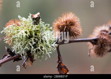 Les lichens et les châtaignes d'automne dans leurs bavures pieuses sur une branche. woodland, pays de Galles, Royaume-Uni Banque D'Images