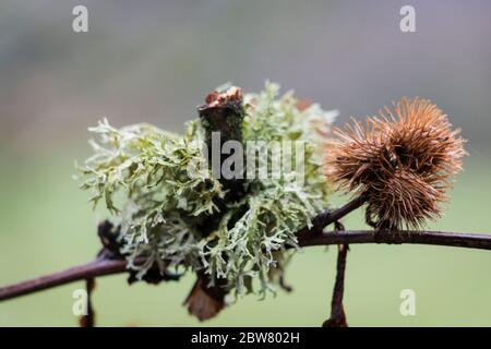 Les lichens et les châtaignes d'automne dans leurs bavures pieuses sur une branche. woodland, pays de Galles, Royaume-Uni Banque D'Images