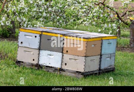 Ruches d'abeilles dans Apple Orchard, Spring, SW Michigan, USABY James D Coppinger/Dembinsky photo Assoc Banque D'Images