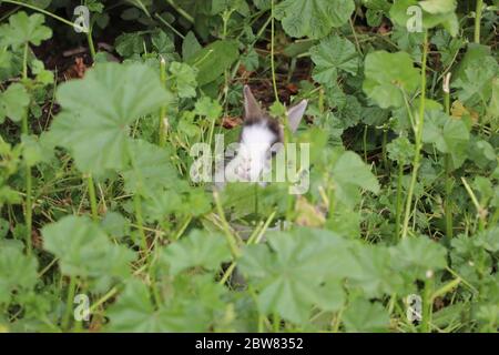 Lapin dans le parc Banque D'Images