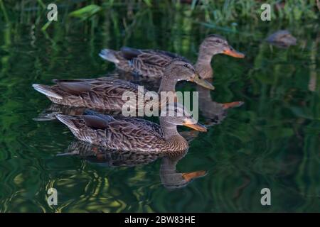 Canards dans une rivière sombre et tranquille Banque D'Images