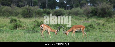 Deux mâles Impala se sont yeux dans les prairies verdoyantes de la savane kenyane, juste avant que les fourmis-naissent violemment au combat Banque D'Images