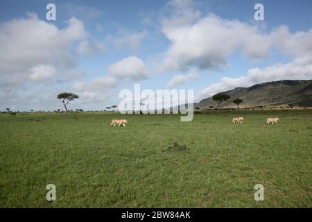 Trois lionnes parcourent la petite herbe verte de la savane kenyane dans la lumière claire et vive du soleil du matin. En arrière-plan bleu ciel wi Banque D'Images