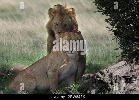 un couple de lions est majestueusement assis à l'ombre d'un bush, reposant sur les efforts de l'accouplement Banque D'Images