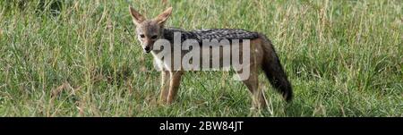 Un jackal rayé se tient dans la lumière du matin dans la grande herbe jaune-verte de la Mara Masai Banque D'Images