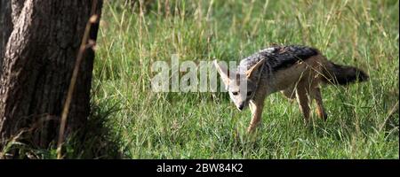 Un jackal rayé se tient dans la lumière du matin dans la grande herbe jaune-verte de la Mara Masai Banque D'Images