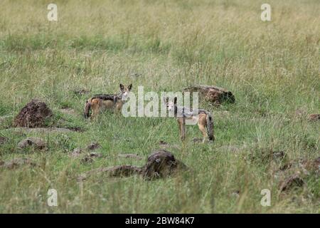 Deux chacals rayés sont bien camouflées dans la haute herbe jaune-vert de la savane kenyane et regardent attentivement la caméra Banque D'Images