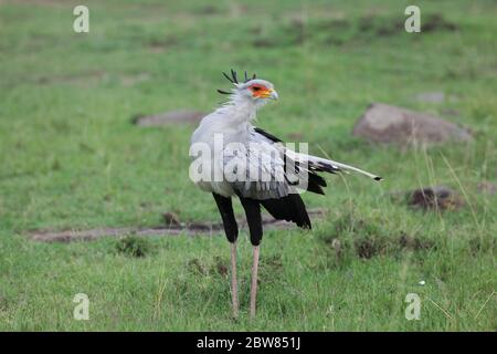 Un oiseau secrétaire avec un plumage caractéristique se démène dans les prairies vertes de la savane kenyane à la recherche de nourriture Banque D'Images