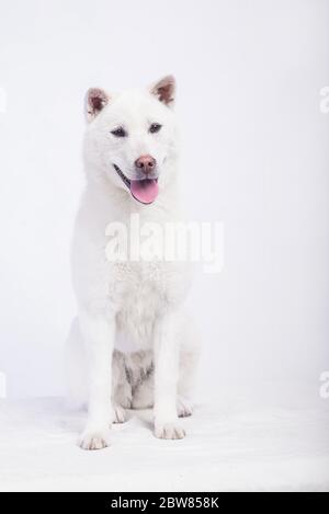 Blanc taille moyenne beau chien Kishu Inu Banque D'Images