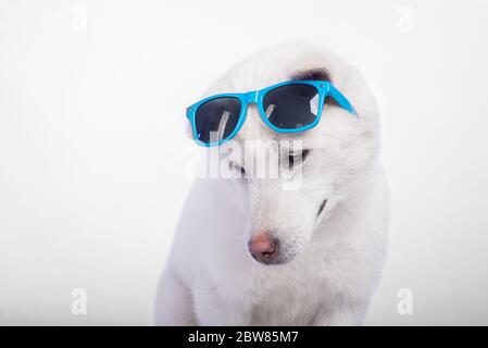 Blanc taille moyenne beau chien Kishu Inu Banque D'Images