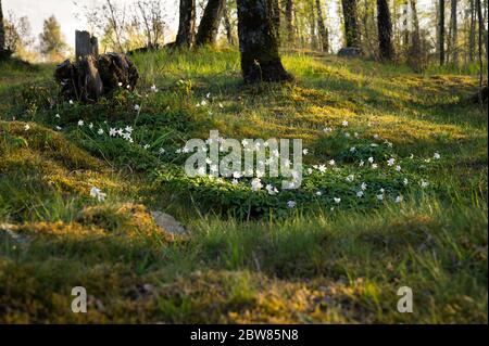 Un groupe d'anémones en bois qui se développent sur les collines mossy et herbacées de la forêt appelée Skrylle dans le sud de la Suède Banque D'Images