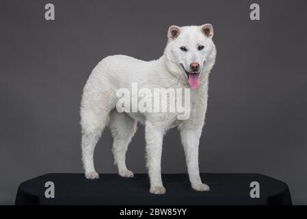 Blanc taille moyenne beau chien Kishu Inu Banque D'Images
