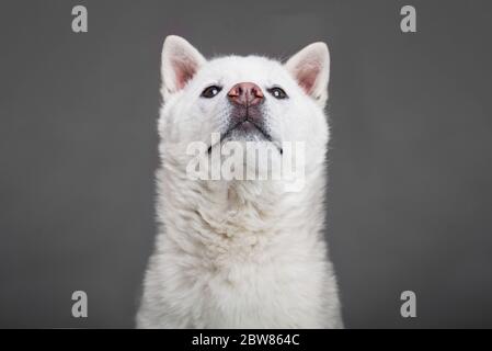 Blanc taille moyenne beau chien Kishu Inu Banque D'Images