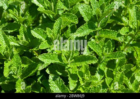 Conseils frais pf plantes de menthe faisant un fond naturel. Banque D'Images