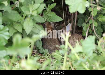 Lapin dans le parc Banque D'Images