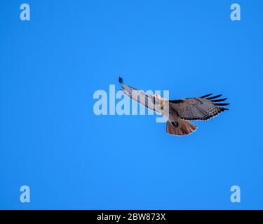 Buse de queue rouge en vol à la recherche de proies avec un fond ciel bleu clair Banque D'Images