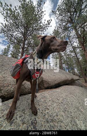 Chien de chasse allemand court et sportif en sac à dos et harnais randonnée et escalade Banque D'Images