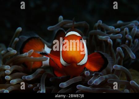 Le clownfish occidental (clownfish occidental (Ocellaris clownfish, False Percula clownfish)) se cache à l'intérieur de l'anémone, Panglao, Philippines Banque D'Images