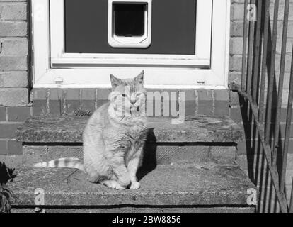 Un chat au gingembre s'est assis sur le porte pour se maintenir en position. Portrait d'animal de compagnie noir et blanc Banque D'Images