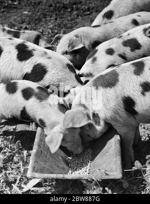 GROUPE DE PORCS TACHERÉS DES ANNÉES 1950 DE CHAQUE CÔTÉ DE LA CUVE SE NOURRISSANT DE GRANULES - H6818 HEL001 HARS À L'ANCIENNE Banque D'Images