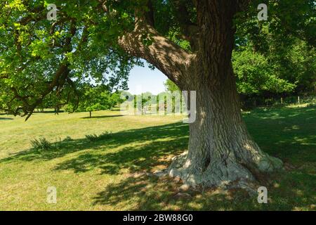 Grand chêne flanqué d'autres arbustes et arbres dans un pâturage vert dans le parcours de golf au printemps à Westwood à Beverley, Yorkshire, Royaume-Uni. Banque D'Images