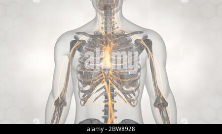illustration 3d de la structure pulmonaire.pneumonie.tuberculose Banque D'Images