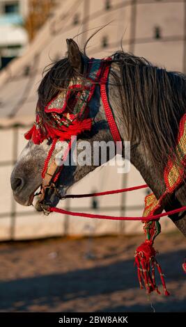 Les chevaux de compétition appelés « Fantasia » dans les licks Halter traditionnels équipés d'un collier en cuir Banque D'Images