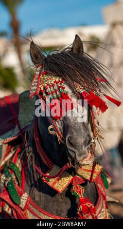 Les chevaux de compétition appelés « Fantasia » dans les licks Halter traditionnels équipés d'un collier en cuir Banque D'Images