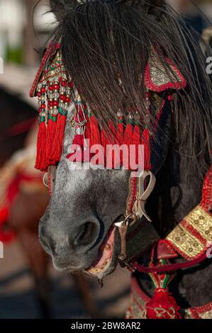 Les chevaux de compétition appelés « Fantasia » dans les licks Halter traditionnels équipés d'un collier en cuir Banque D'Images