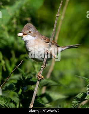 Le service de Whitethroat commun approvisionne le nid dans les collines Cotswold Banque D'Images