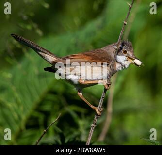 Le service de Whitethroat commun approvisionne le nid dans les collines Cotswold Banque D'Images