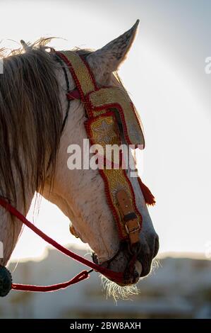 Les chevaux de compétition appelés « Fantasia » dans les licks Halter traditionnels équipés d'un collier en cuir Banque D'Images