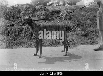 Le Greyhound le plus rapide au monde . ' future Cutlet ' propriété de M. Evershed et formation de Probert à Wembley . 17 juin 1932 Banque D'Images