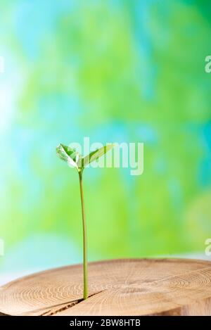 Jeune plante pousse de l'intérieur Old Tree sur un fond vert, concept de germe la nouvelle vie pousse Banque D'Images