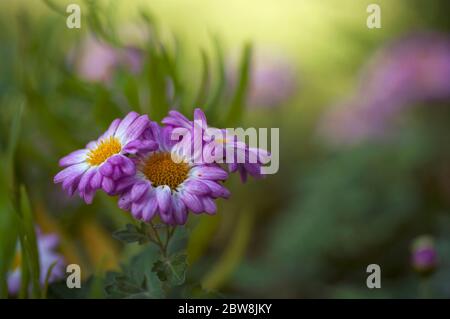 bouquet de trois fleurs dans un jardin Banque D'Images