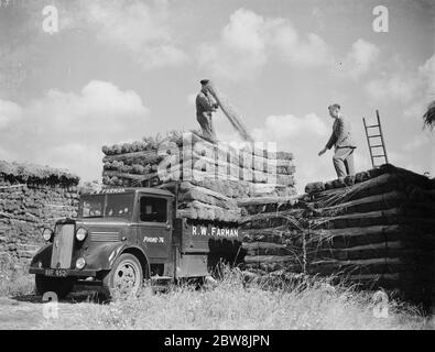 Bedford van , R W Farman . 19 août 1937 le patching de roseau à Norfolk. M. R. W. Farman, de North Walsham, le dernier représentant de travail d'une ancienne famille de thatching de roseaux de Norfolk. Banque D'Images