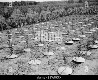 East Malling Research Station jour ouvert . Jeunes arbres avec couvercles de protection . 1937 Banque D'Images