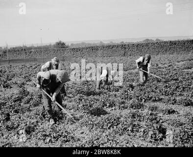 East Malling Research Station jour ouvert . Faire du cerclage dans les houblon . 1937 Banque D'Images