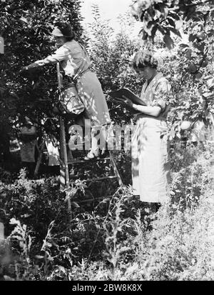 East Malling Research Station jour ouvert . Jeunes femmes cueillant des fruits et enregistrement des données . 1937 Banque D'Images