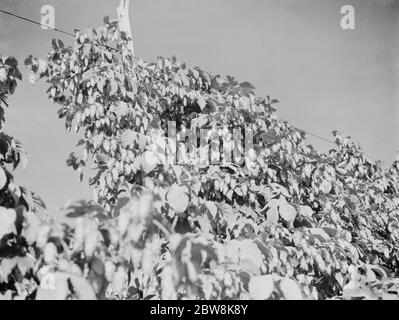 East Malling Research Station jour ouvert . Sauts . 1937 Banque D'Images