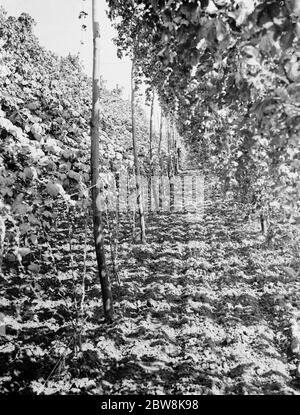 East Malling Research Station jour ouvert . Une ligne de sauts . 1937 Banque D'Images