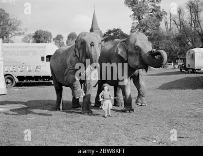 Les éléphants du cirque sont en tête par une petite fille pour une promenade à Foots Cray . 27 octobre 1937 . Banque D'Images