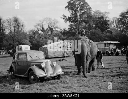 Les éléphants du cirque sont criblés par une petite fille pour une promenade à Foots Cray . 27 octobre 1937 . Banque D'Images