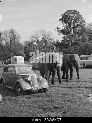 Les éléphants du cirque sont criblés par une petite fille pour une promenade à Foots Cray . 27 octobre 1937 . Banque D'Images