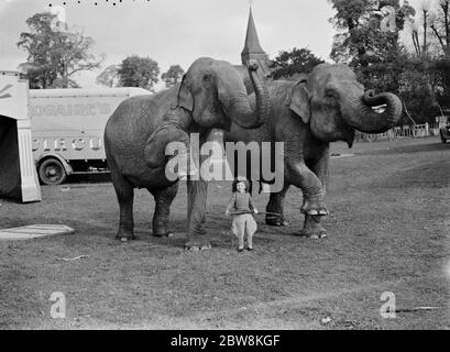 Les éléphants du cirque sont en tête par une petite fille pour une promenade à pied à Foots Cray ( en train de jouer pour la caméra ) . 27 octobre 1937 . Banque D'Images